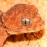 TheGeckoPad