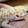 Gecko Wacko