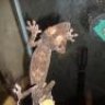 Madagascar Uroplatus