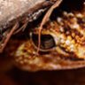 GeckoBoa Reptiles