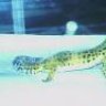 The Geckoman