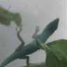 anolisherp
