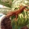 SOILcresteds