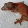 RhacHouse