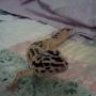leopard.geckos.dance