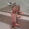 Rango.Tango