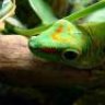 AllGeckos