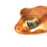 Strophurus