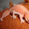 clarksgeckos