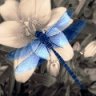 Heather931
