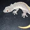 GeckoJosh