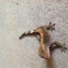 My geckos have tails