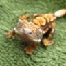 Larn's_Lizards