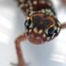 GeckoAustralia