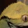 Opabinia