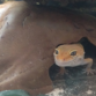 FoxGeckos