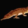 Amazing_Reptiles