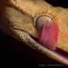 mariosgecko