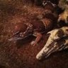 Geckozilla0439