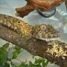 Gecko_Danny