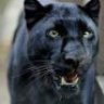 Panther