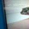 herculesthegecko