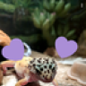 swimmerfishified