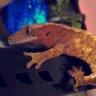 carnotaurus