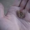 Crandall Geckos