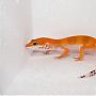 The Gecko Prince
