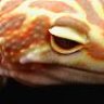 NightGeckos