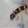 gecko geek