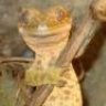 Morlchen