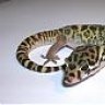 rattlesnake082