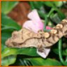 Crested gecko NL