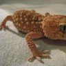 geckko