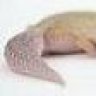 M.A.L.T. Geckos