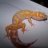 727GeckoKid