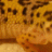 TripleTGecko