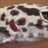 leogecko