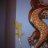 crested_geckos-rule