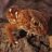 Chondrodactylus