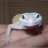 Herp Lover