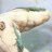 Phelsuma-Lygodactylus