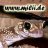 Onlinecat