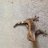 My geckos have tails