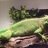 MySonsGeckos23