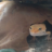 FoxGeckos