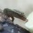 dactylus