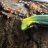 Neon_Day_Geckos